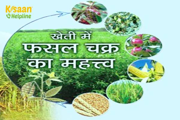 फसल चक्र अपनाएं उपज बढ़ाएं